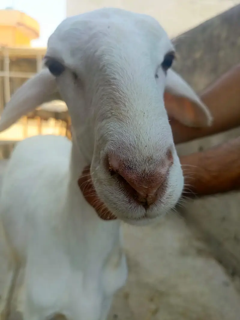 A+ Quality 3 month old bacha — photo 2