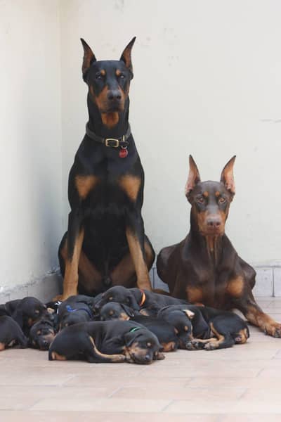 EUROPEAN DOBERMAN PUPPY AVAILABLE FOR SALE