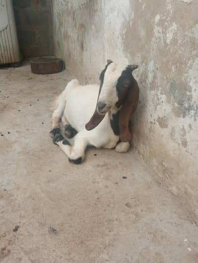 bakra for sale fina 22 hazar age 4 ka hein