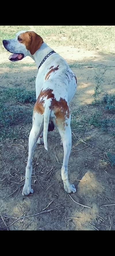 Jaal Trained English Pointer