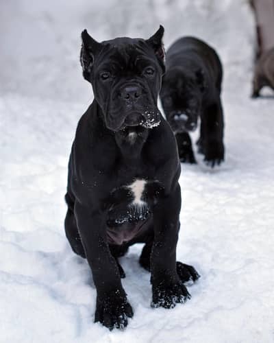 ITLIAN CANE CORSO PUPPY AVAILABLE FOR IMPORT