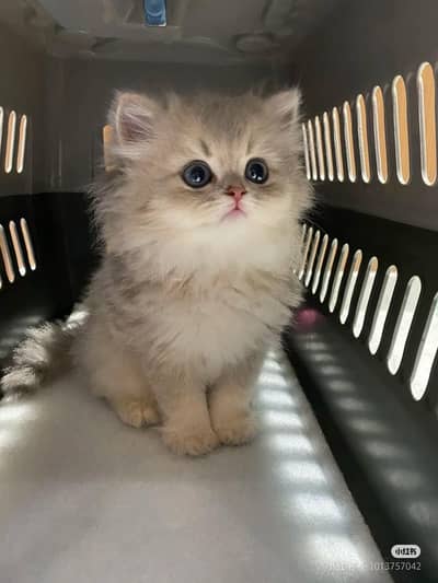 Persian kittens