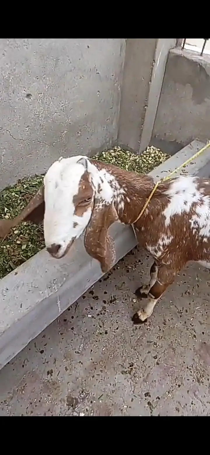 breader bakra and bakri for sale. 03134796480 watts app me — photo 4