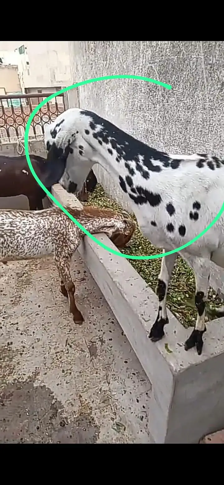breader bakra and bakri for sale. 03134796480 watts app me — photo 5