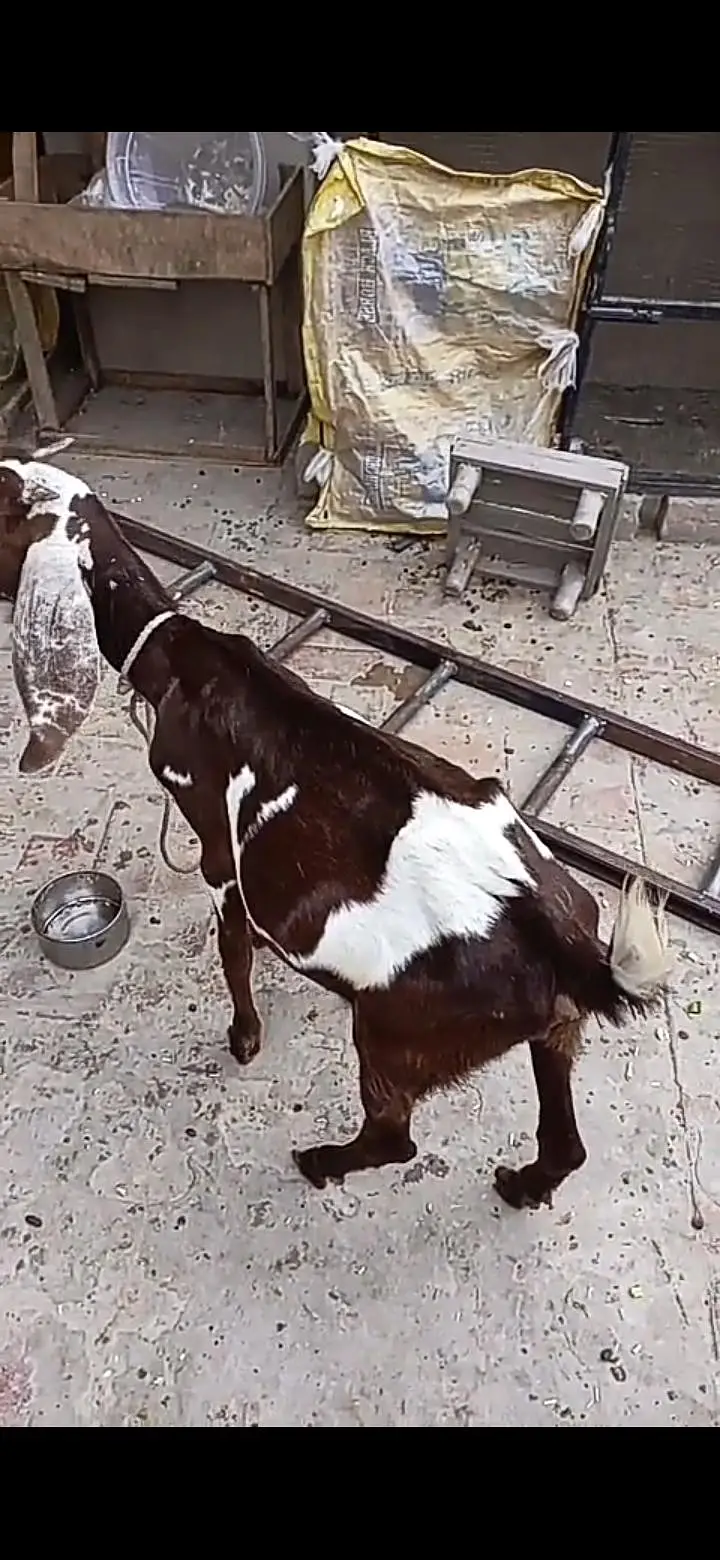 breader bakra and bakri for sale. 03134796480 watts app me — photo 6