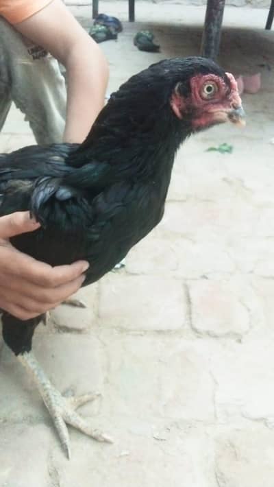 aseel murgi for sale