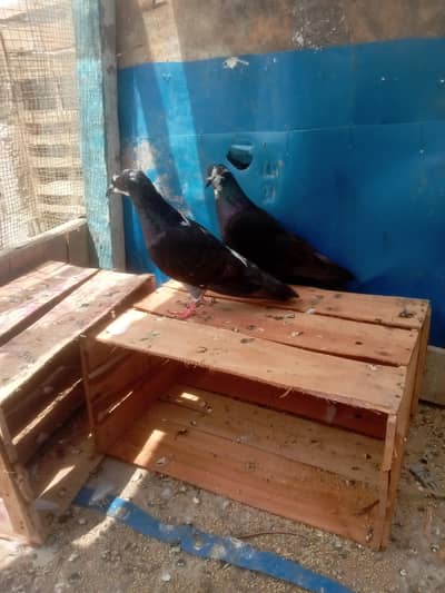 black Teddy kabootar ka pair builder Karachi