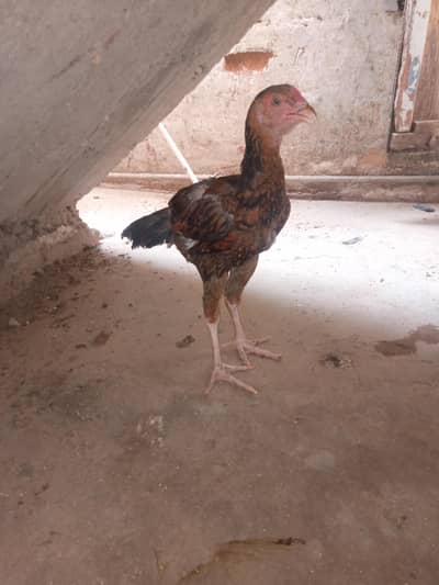 Mushka lakha home bread urgent for sell