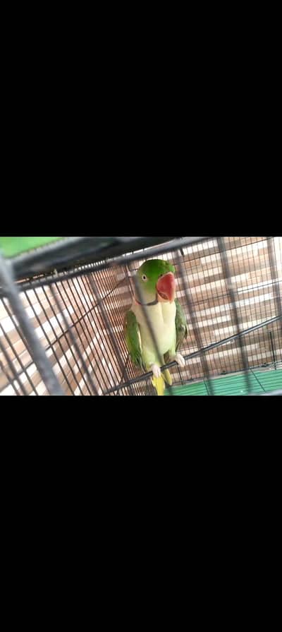 kashmiri raw parrot