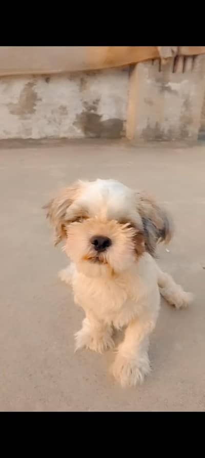 shitzu female for sale