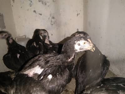 Mianwali Mushka Aseel chicks for sale