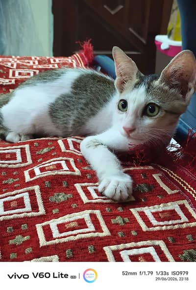 Domestic Cat