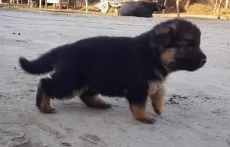 jarman sheprd pupi available
