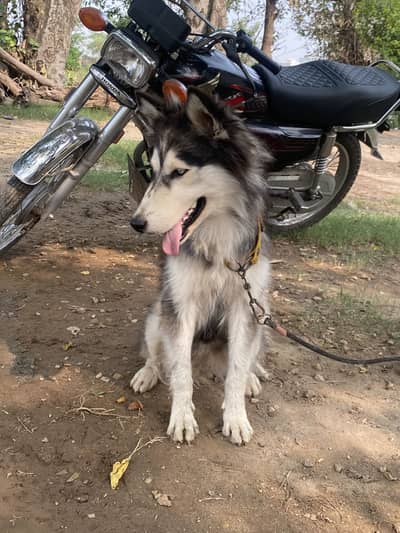 Best dog