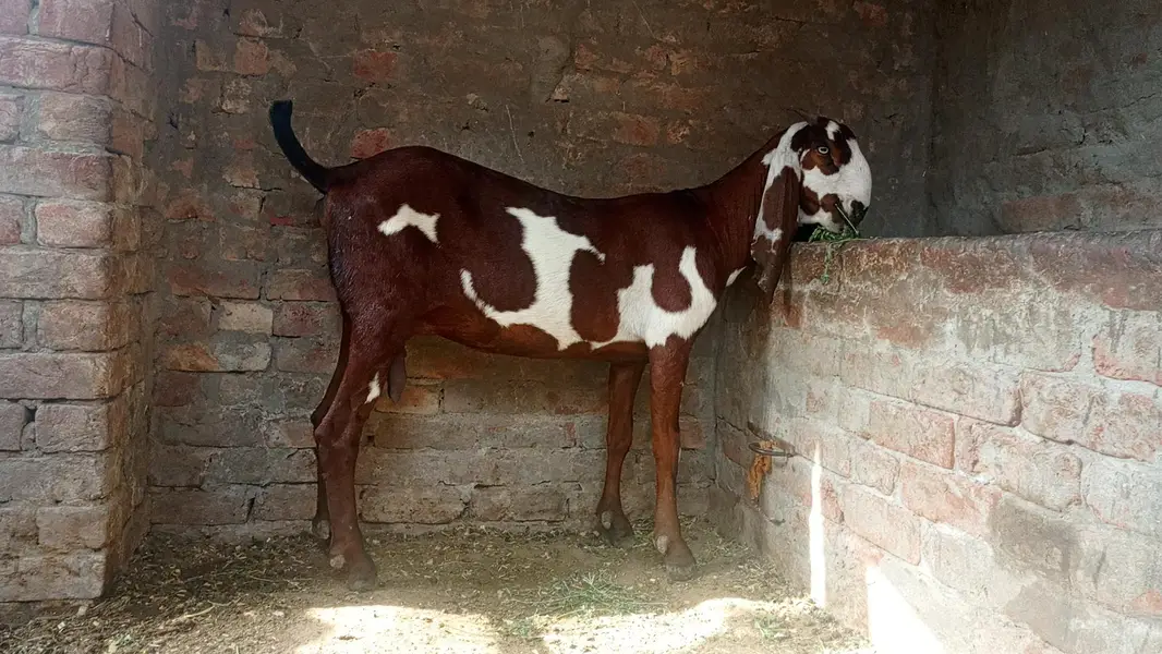 goat for sale — photo 2