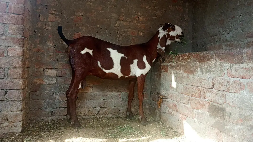 goat for sale — photo 3