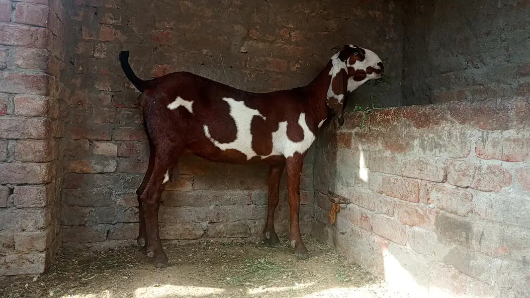 goat for sale — photo 4