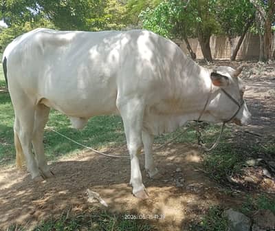 cow for sale