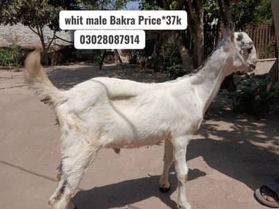 Pure Beetal Bakra | rajanpuri Bakri for sale | makki cheena goat |sale