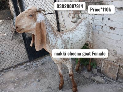 Pure Beetal Bakra | rajanpuri Bakri for sale | makki cheena goat |sale