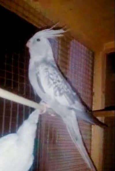 cocktail pair male female available