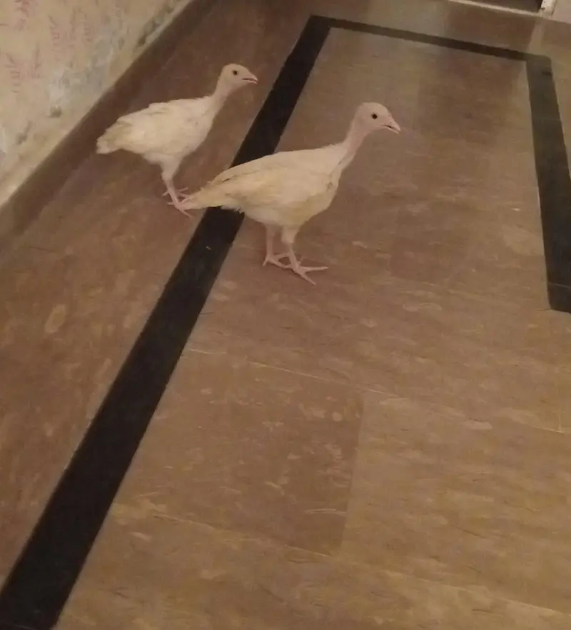 Turkey Birds — photo 2