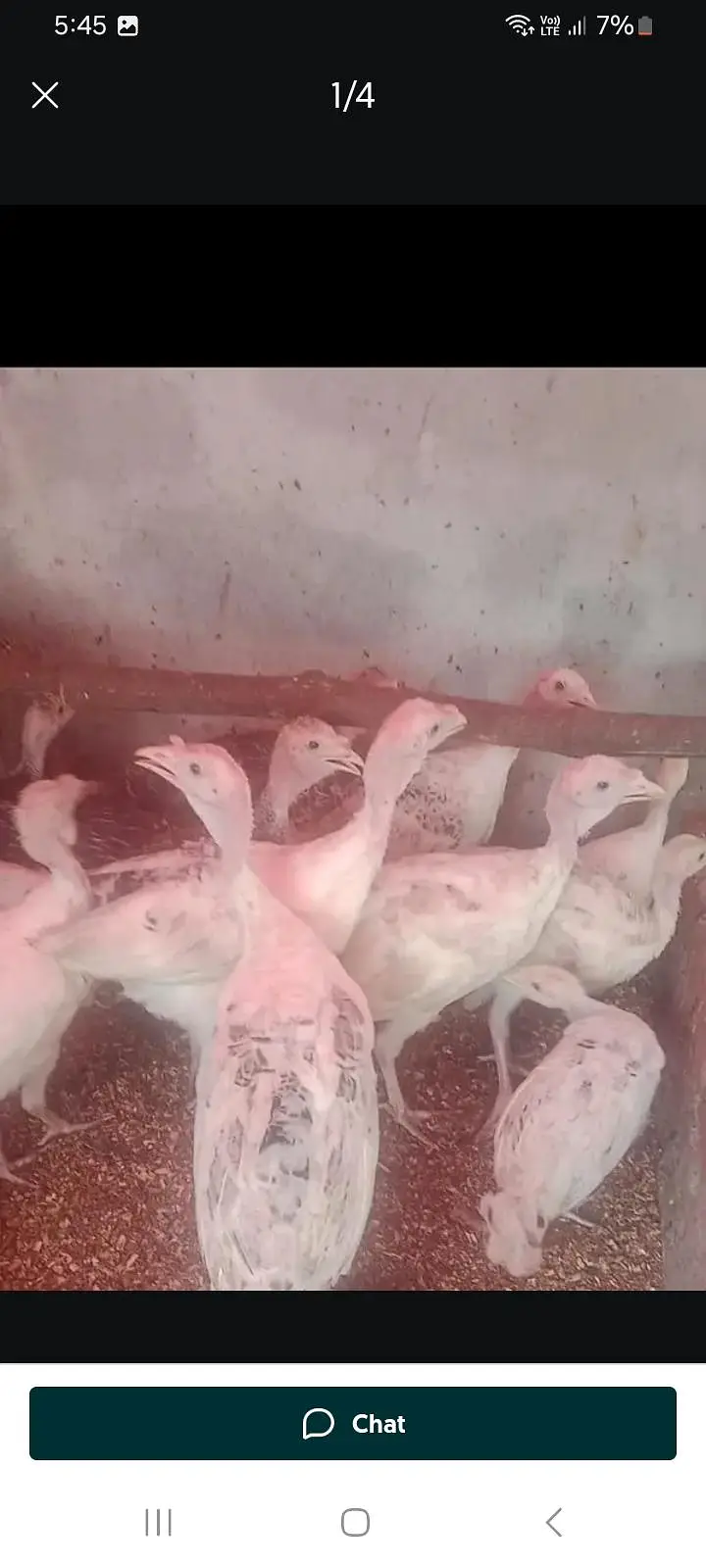 Turkey Birds — photo 3