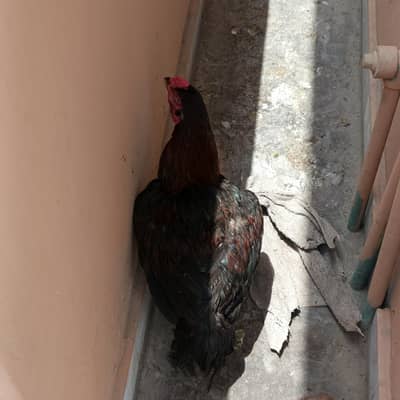 Aseel Burmi male, Aseel Thai Female and Aseel Amroha for sale