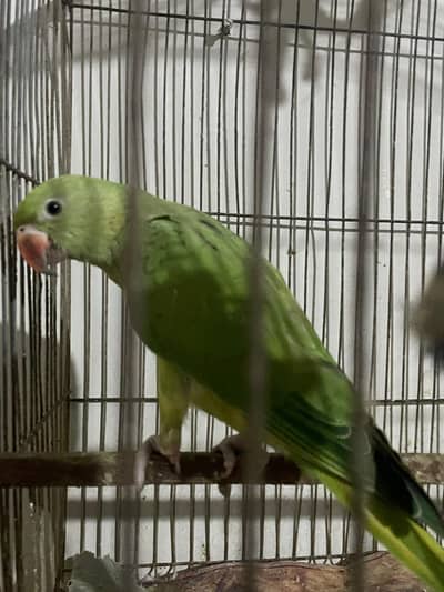 blue and green parrot sell