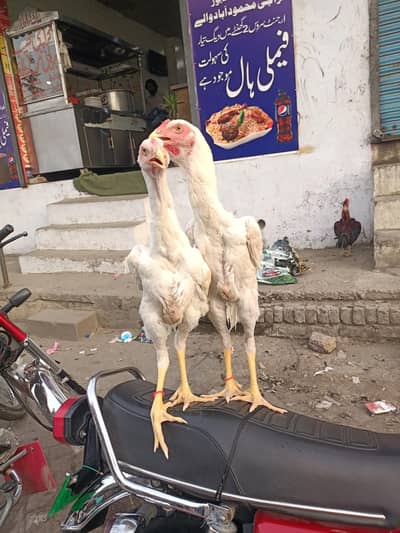 wait shamo pair