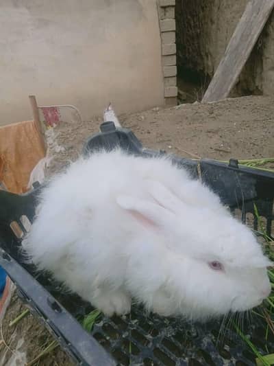 giant angora rabbit