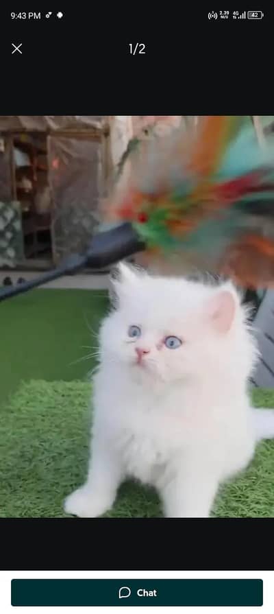 Persian cat for sale my WhatsApp number 0322-97-21-876