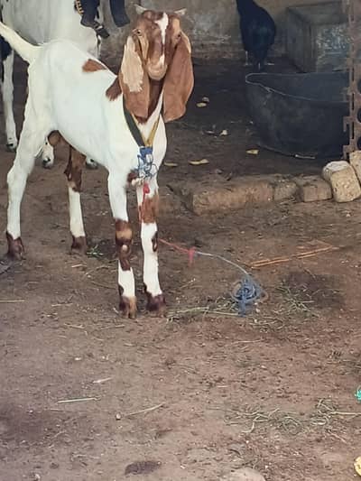 Bakra for sale Abhi bacha ha Mashallah