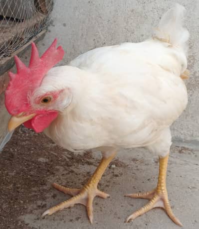 Healthy Desi Roosters & Hens for Sale | Strong & Active