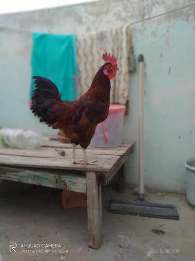 Egg laying Misri murghiyan