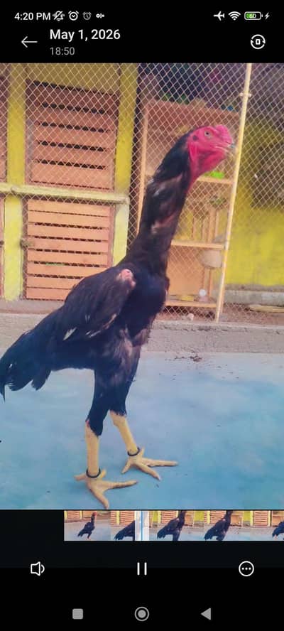 black German shamo king size