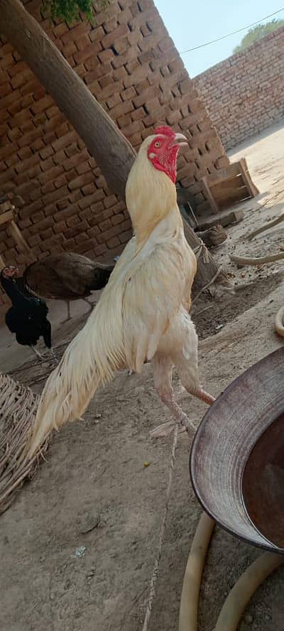 1 cheeni murgi with 2 chicks 1 black murgi or 4 pathy half kg
