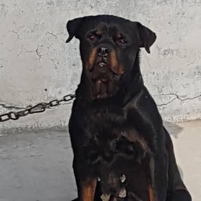 Rottweiler Female