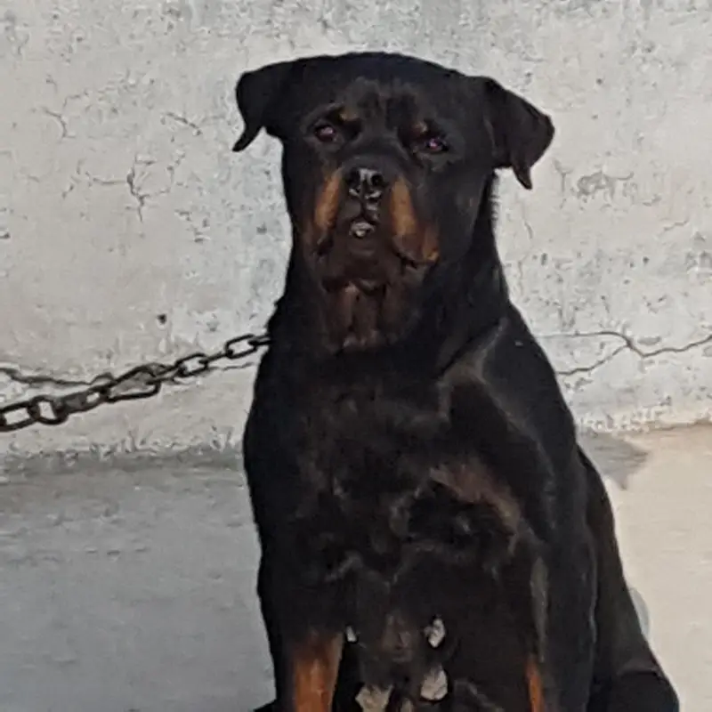 Rottweiler Female