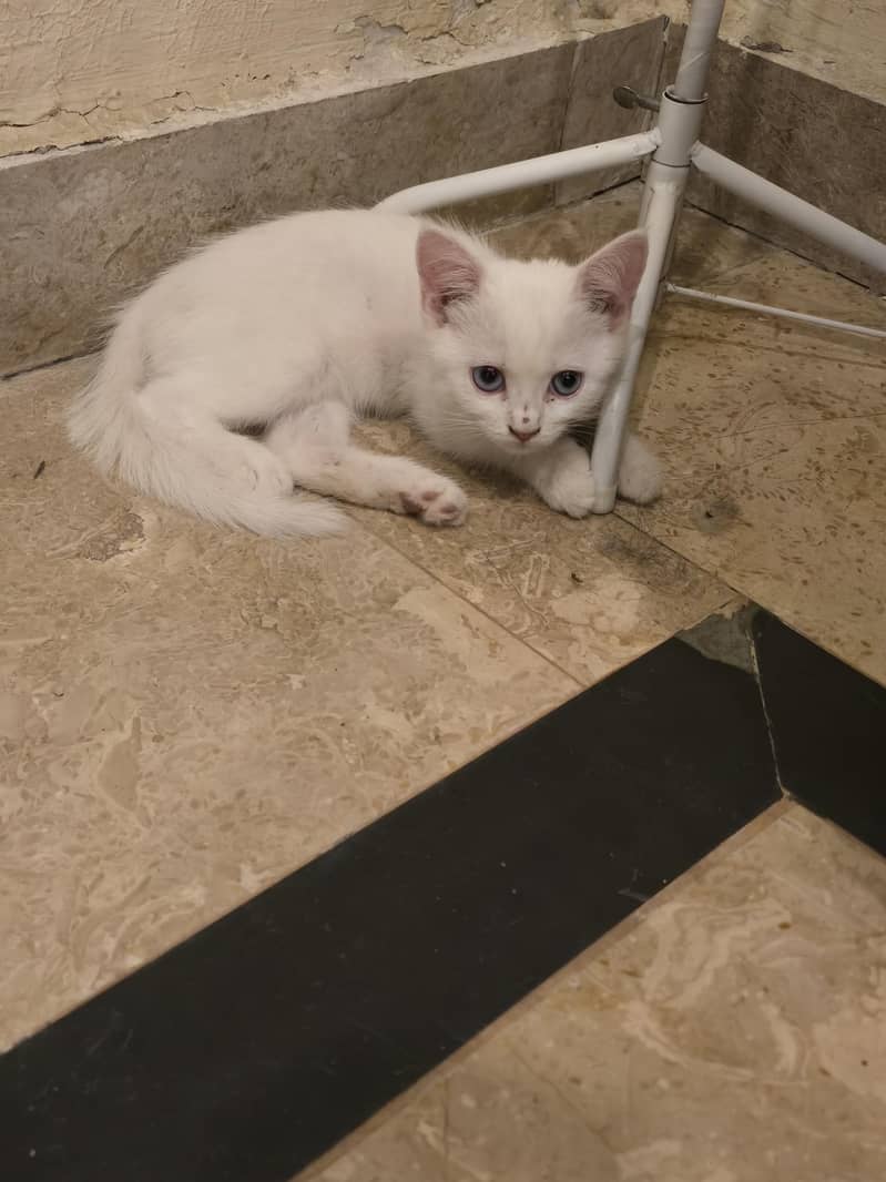 adoption 0