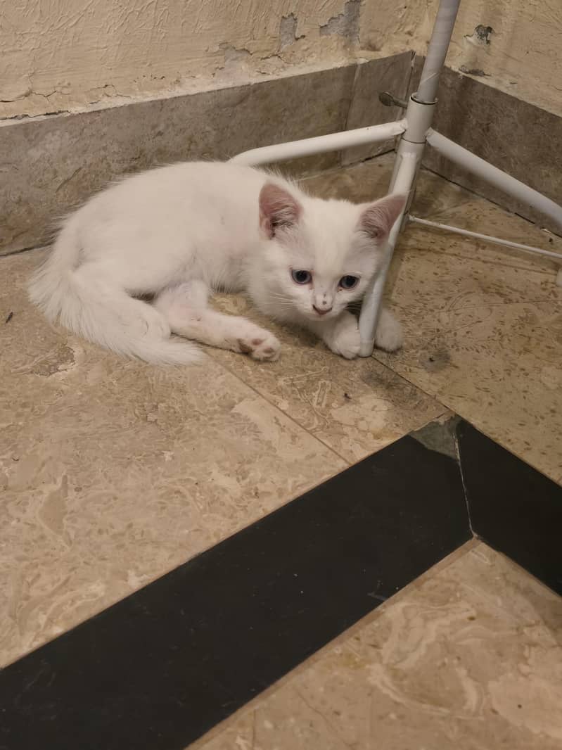 adoption 1