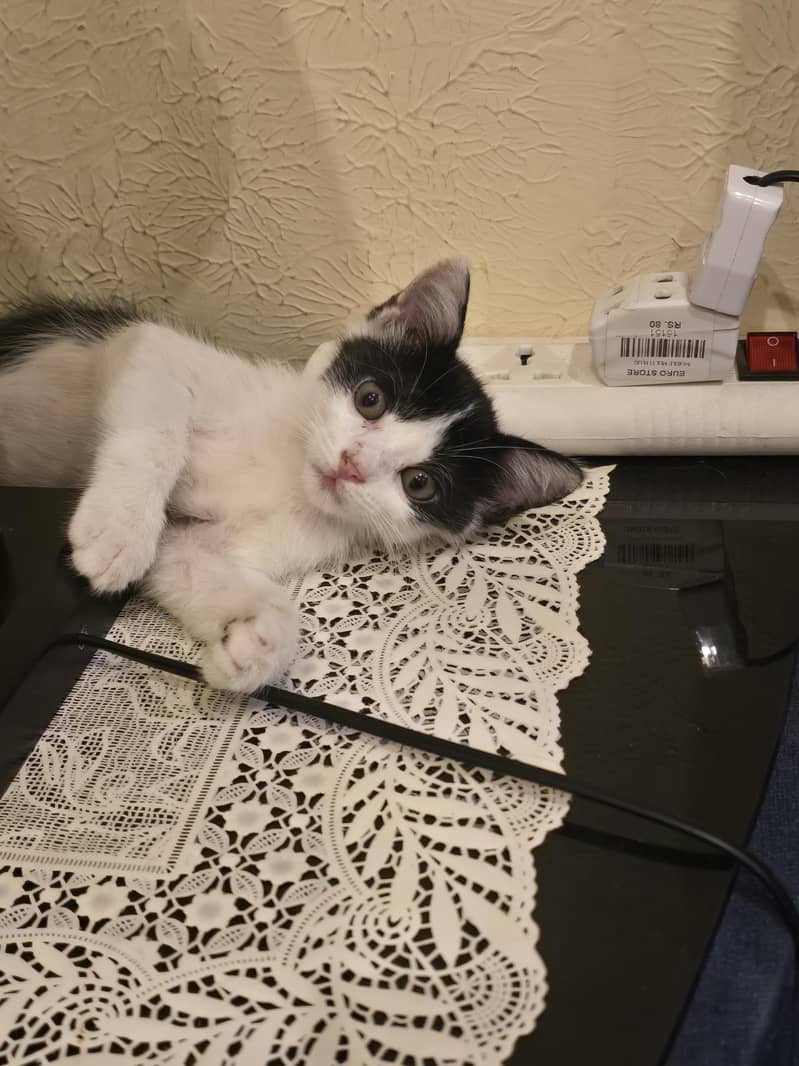 adoption 2