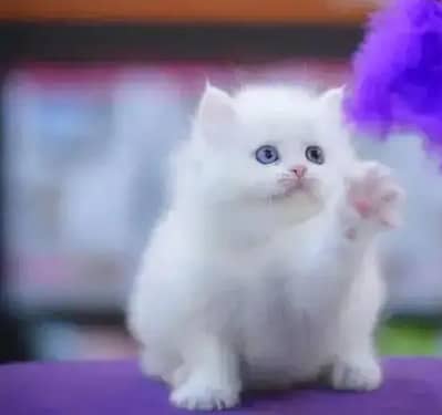 Persian cat for sale my WhatsApp number 0322-97-21-876