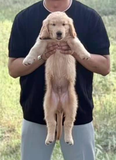 Pure Breed Golden Retriever 2 months for sale