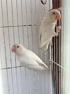 2 Red Eye Albino Male