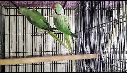 Breeder Parrots Pair for Sale
