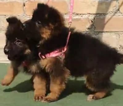 German Shepherd puppies long coated. 3287625932 more WhatsApp
