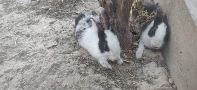 rabbit for sale pair online delivery available hay