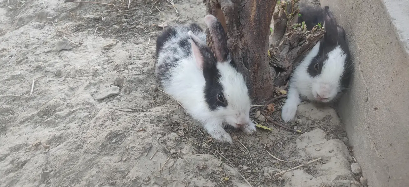 rabbit for sale pair online delivery available hay