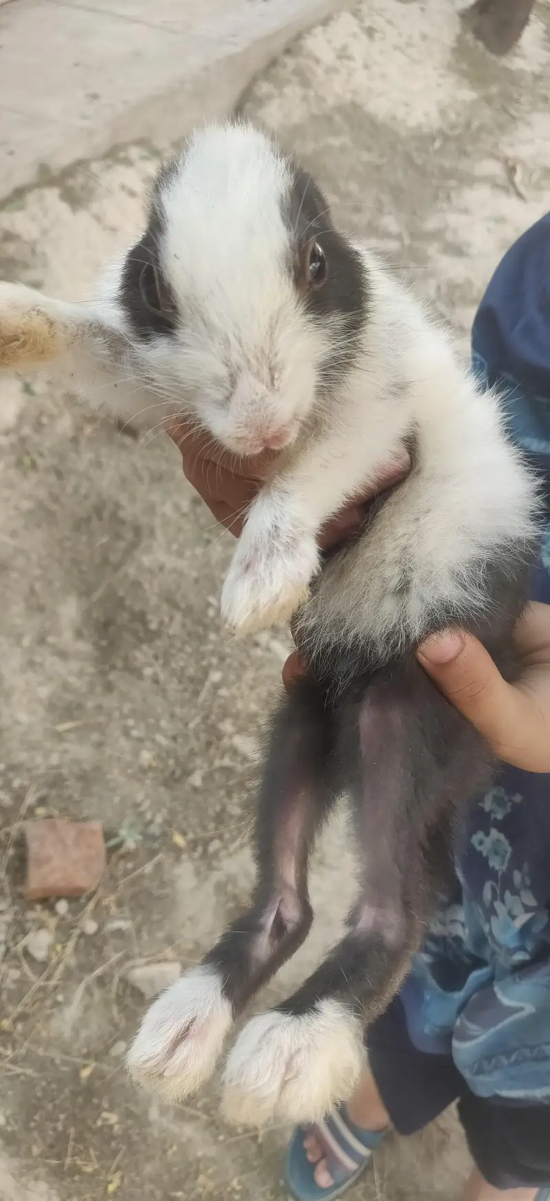 rabbit for sale pair online delivery available hay — photo 2